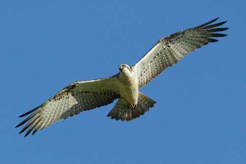 Osprey
