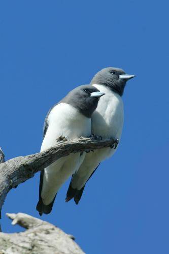 White breasted Woodswallow