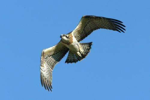 Osprey