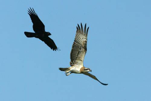 Osprey