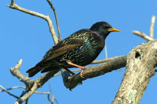 Common Starling