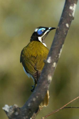 Blue faced Honeyeater