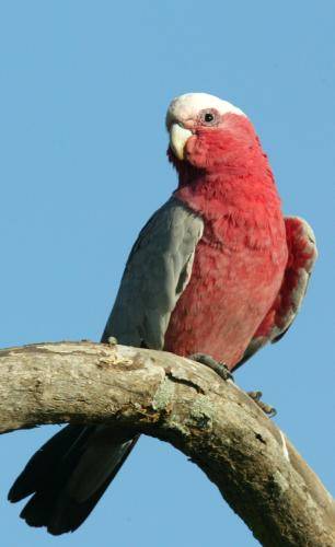 Galah