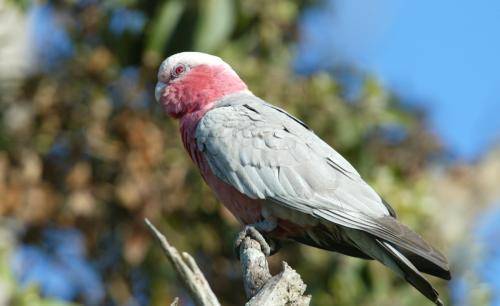 Galah