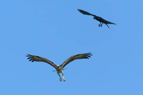 Osprey