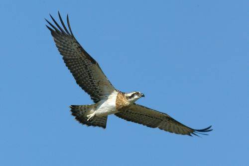 Osprey