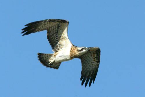 Osprey
