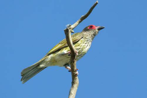 Figbird