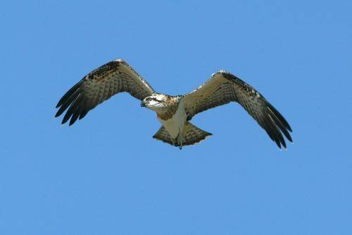 Osprey