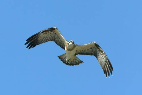 Osprey