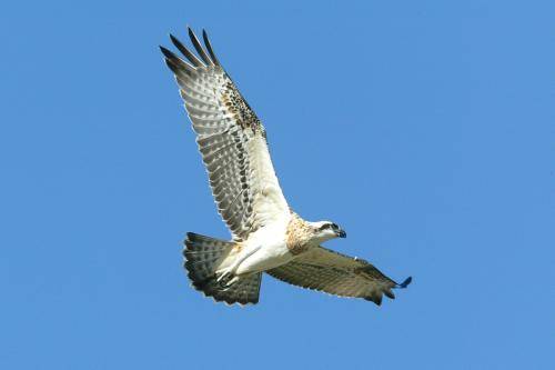Osprey