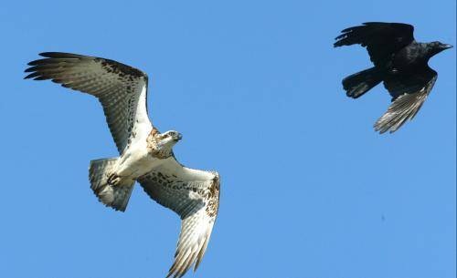 Osprey