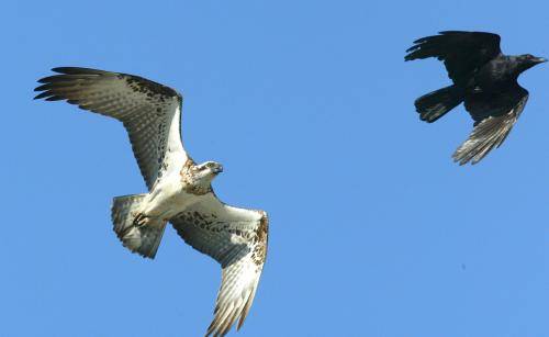 Torresian Crow & Osprey