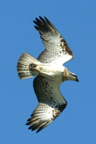 Osprey