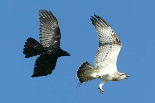 Osprey