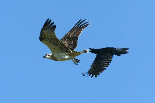 Osprey