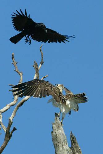 Osprey