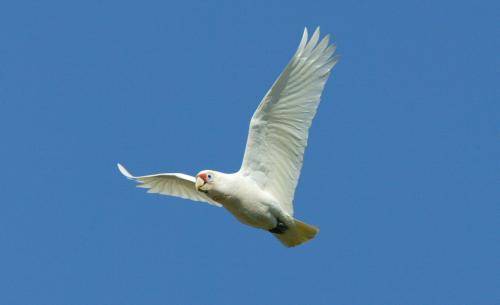 Long billed Corella