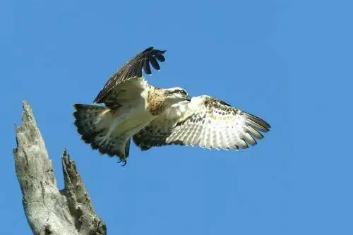 Osprey