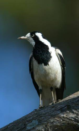 Magpie Lark