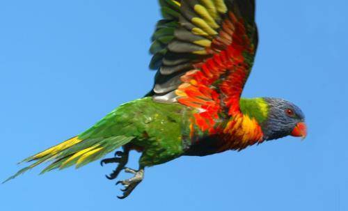 Rainbow lorikeet