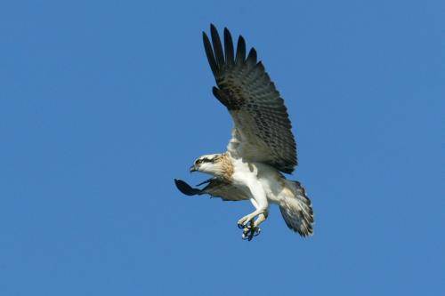 Osprey