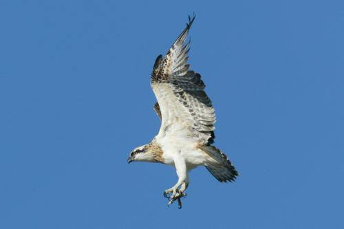 Osprey
