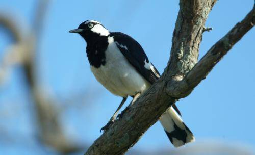 Magpie Lark