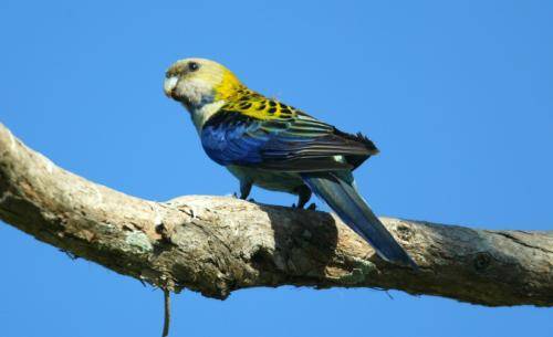 Pale-headed Rosella