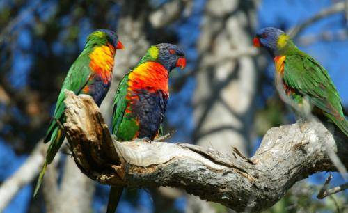 Rainbow lorikeet