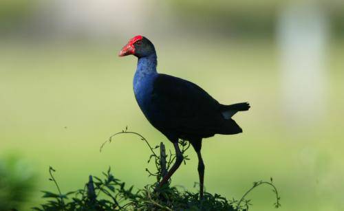 Purple Swamphen