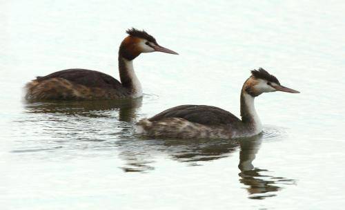 Great crested Grebe
