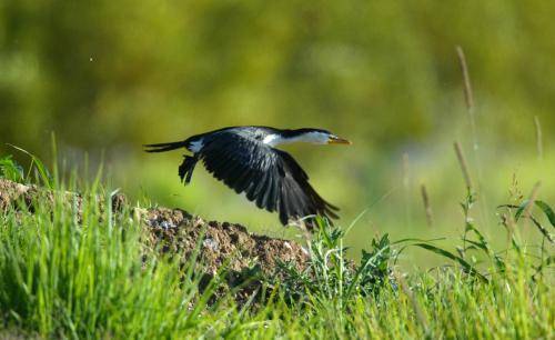 Little pied Cormorant