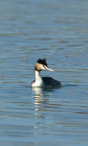 Great crested Grebe