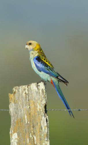 Pale-headed Rosella