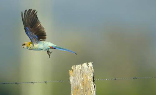 Pale-headed Rosella