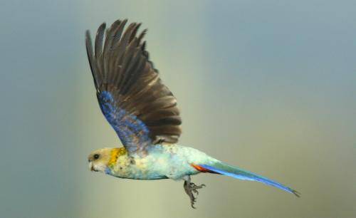 Pale-headed Rosella