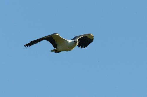 White bellied Sea Eagle