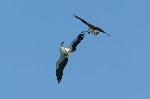 Osprey