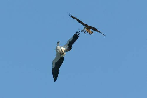White bellied Sea Eagle