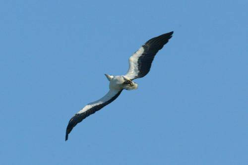 White bellied Sea Eagle