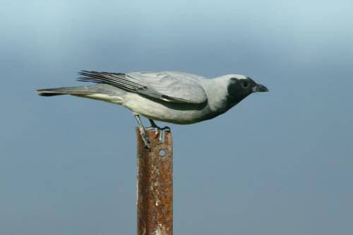 Black faced Cuckoo Shrike