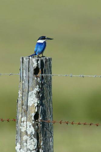 Forest Kingfisher