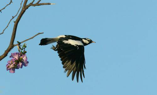 Magpie Lark