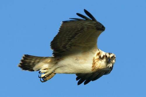 Osprey