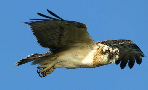 Osprey