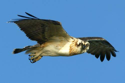 Osprey