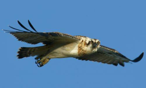 Osprey