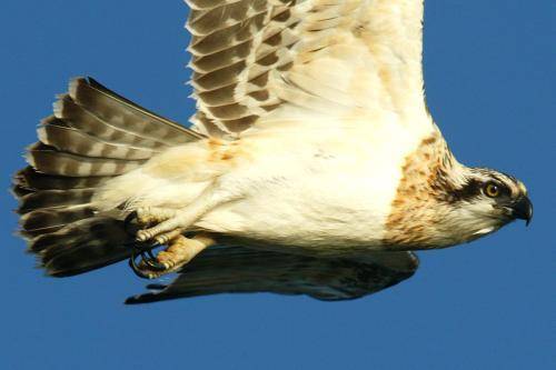 Osprey