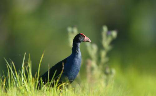 Purple Swamphen
